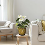 Ceramic Plant Pots - Image 7