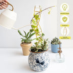 Indoor Plant Trellis for Potted Plants - Image 6