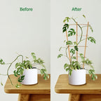 Plant Trellis Indoor 6 Pack Bamboo Trellis - Image 4