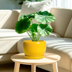 SQOWL Ceramic Plant Pot - Image 2