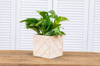 Wood Planter Box with Diamond Cross Hatch Style, 5 Inch Square, Rose Wood - Image 5