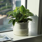 Phoenix Vine 6 Inch Self Watering Planter Pot, Design White Terracotta Pot - Image 5