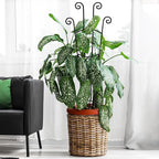 32.6in Plant Trellis for Climbing Plants Indoor Outdoor, Expandable Large Metal - Image 8