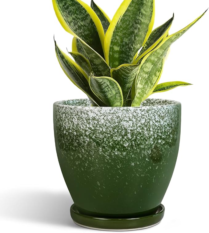6 Inch Plant Pot by EPFamily