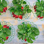 Iceyyyy 10 Pack Strawberry Plant Stand Supports-Strawberry Plant Support Stand - Image 5