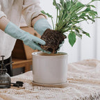 8 Inch Plant Pot: Ceramic Planter - Image 6