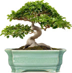 Bonsai Pots - 13.7 Inch Rectangle Ceramic Pots by Teagas
