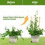 Avalution 10 Pack Bamboo Trellis - Image 5