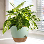 Big Self Watering Pots 12/10/9 inch, Plant Pots - Image 6