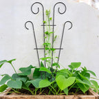 4 Pack 43'' Indoor Plant Trellis - Image 7