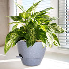 Big Self Watering Pots 12/10/9 inch, Plant Pots - Image 6