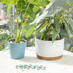 Monstera Plant Stem Support - Image 7