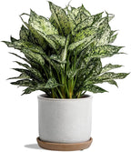 5.8 Inch Plant Pot: Ceramic Planter by Chubacoo
