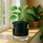 D'vine Dev 6 Inch Design Self Watering Planter - Image 7