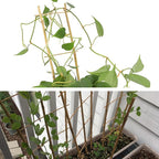 Avalution 10 Pack Natural Bamboo Trellis - Image 5