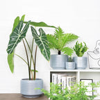 10 Inch Ceramic Plant Pot with Drainage – Large Flower Pot - Image 5