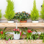 KINGLAKE Flower Pots - Image 6