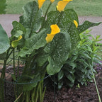MTB Supply 5 Pack 16 x 24 inch Peony Cages, Grow Through Plant Support Stakes - Image 5