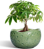 Ceramic Pots for Plants by Thirtypot