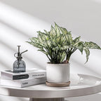 5.8 Inch Plant Pot: Ceramic Planter - Image 5