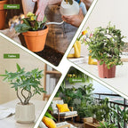 2 Pack Plant Trellis Indoor, Decorative Trellis - Image 5