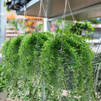 Tioncy 50 Pcs Plastic Hanging Planter Round Hanging Pot - Image 7