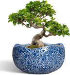 Bonsai Tree Pot by Thirtypot