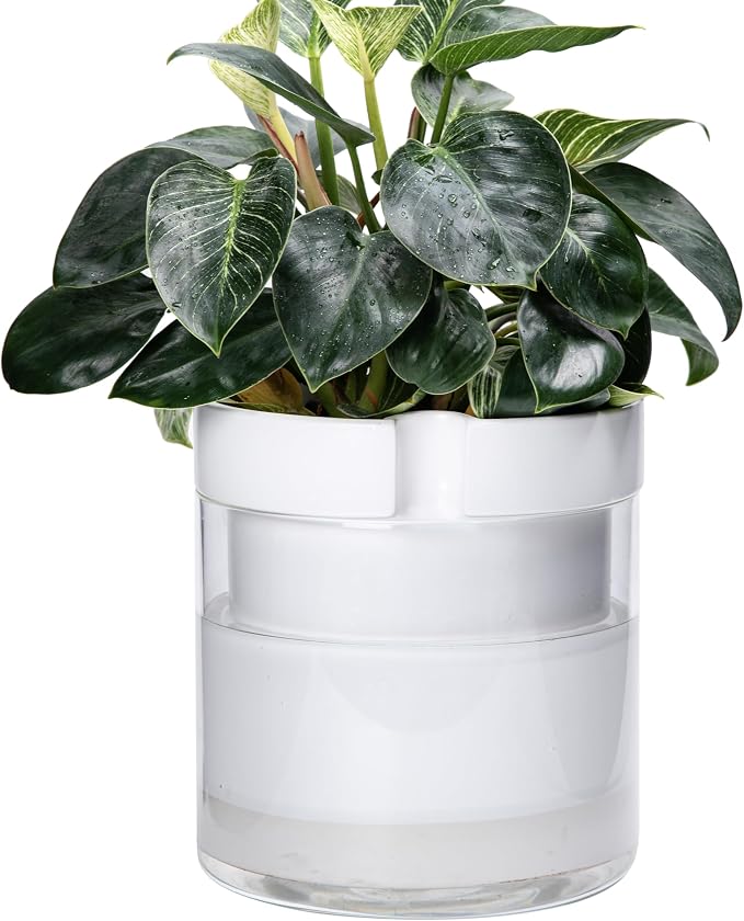 Phoenix Vine 10 Inch Self Watering Planter by Phoenix+Vine