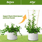 Avalution 10 Pack Bamboo Trellis - Image 4