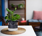 Phoenix Vine 4 Inch Self Watering Planter Pot - Image 4