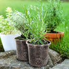 30 Packs 1 Gallon Reinforced Clear Nursery Pots - Image 6