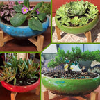 Succulent Pots - Large Succulent Planters Pots - Image 5