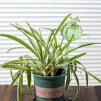 Self Watering Planter Insert. Plant Watering Devices. 3-Pack Cactus Plant - Image 7