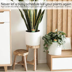 Ollas Plant Watering Globes - Image 7