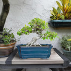 Bonsai Pots 11.6 Inch - Image 3