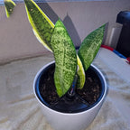KINJOEK 4 Packs 7 Inch Self Watering Planter - Image 5