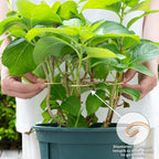 Monstera Plant Stem Support Set of 5 - Image 5