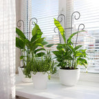 4 Pack 32'' Indoor Plant Trellis - Image 8