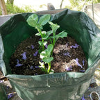 JJGoo Potato Grow Bags, 3 Pack 10 Gallon - Image 8