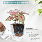3 Pack Self Watering Planter Pots, 4.9 Inch African Violet Pots - Image 4