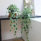 Fake English Ivy Plants in Pots Set of 2 – Realistic Artificial Ivy Greenery - Image 5
