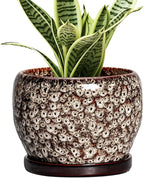 SQOWL Ceramic Plant Pots by SQOWL