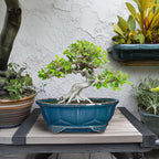 Bonsai Tree Pot - Image 3
