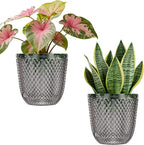 QCQHDU 2 Pack Self Watering Pots, 5.7 Inch Flower Pots by QCQHDU