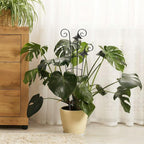 30'' Larger Plant Trellis Indoor, Expandable Metal Trellis - Image 8
