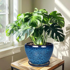 10 Inch Ceramic Planter Pot, Ceramic Plant Pot - Image 4