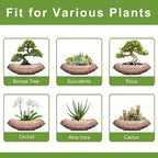 Large Bonsai Pots - Image 7