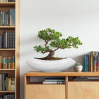 Ceramic Bonsai Tree Pot - Image 4