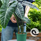 Monstera Plant Support Hook - Image 4