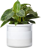 Phoenix Vine 6 Inch Self Watering Planter Pot, Design White Terracotta Pot by Phoenix+Vine